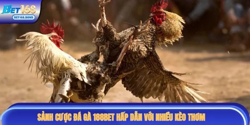 Sảnh cược đá gà 188BET hấp dẫn với nhiều kèo thơm
